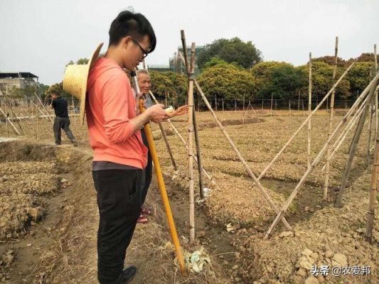 一亩田能测量亩数吗？农村测量土地的单位-图2