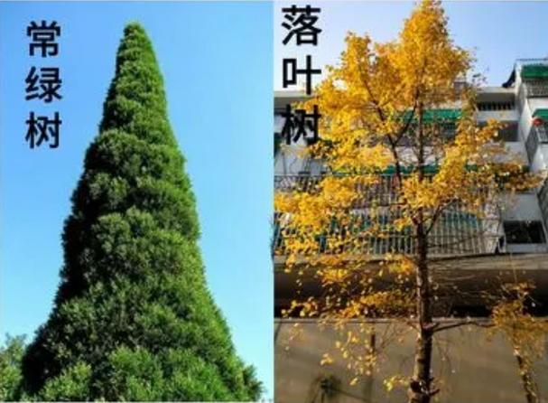 北京的常绿树木有什么？（北京市树木评估单位）-图3